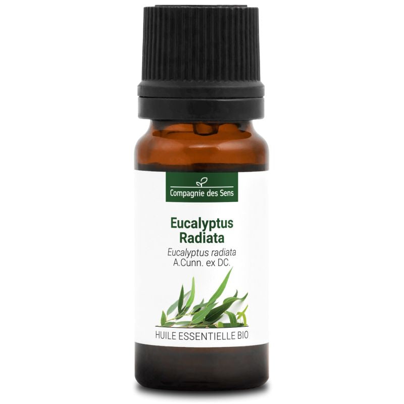 Eucalyptus Radiata – Huile Essentielle Bio 10mL – 100% Pure
