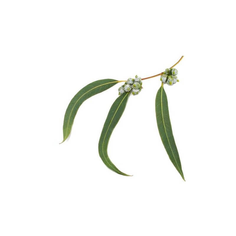 Eucalyptus Radiata – Huile Essentielle Bio 5mL – 100% Pure