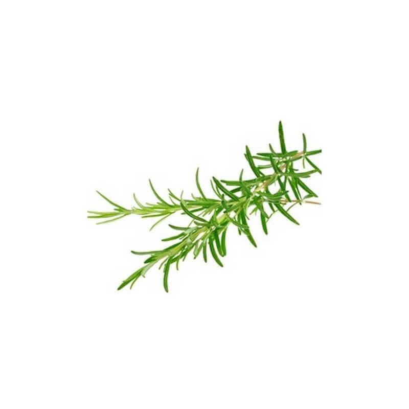 Romarin à Camphre – Huile Essentielle Bio 10mL – 100% Pure