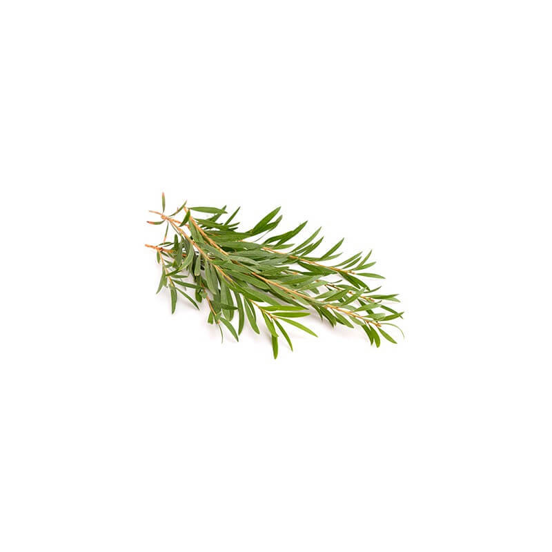 Tea Tree – Huile Essentielle Bio 10mL – 100% Pure